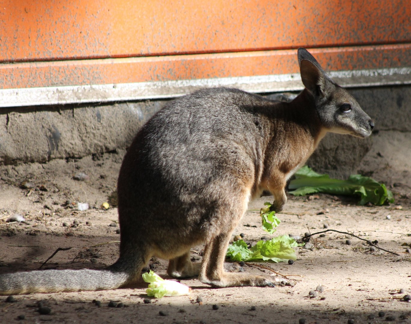 Tammar wallaby