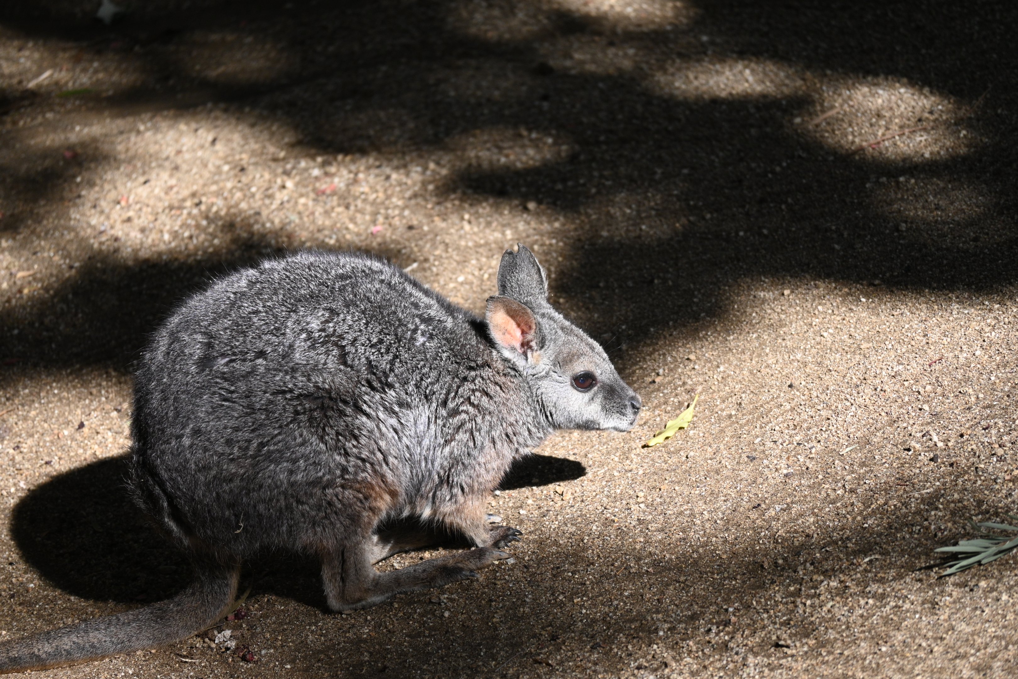 Tammar Wallaby