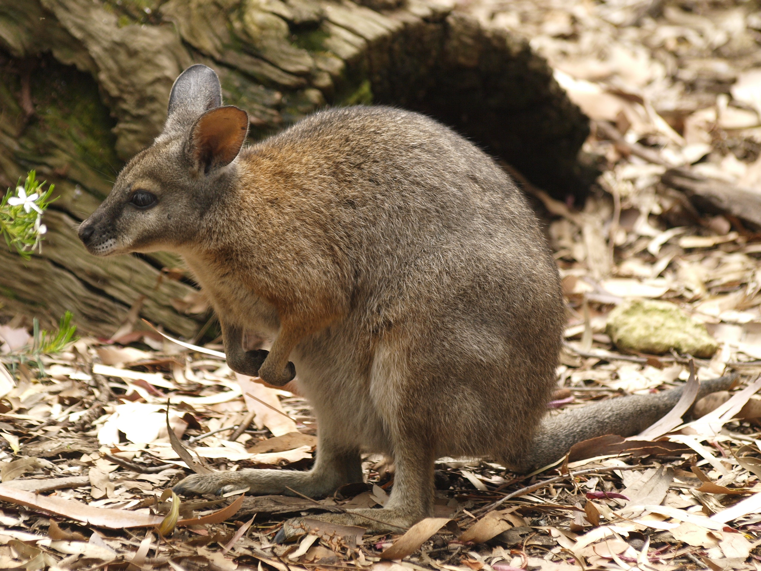 Tammar wallaby