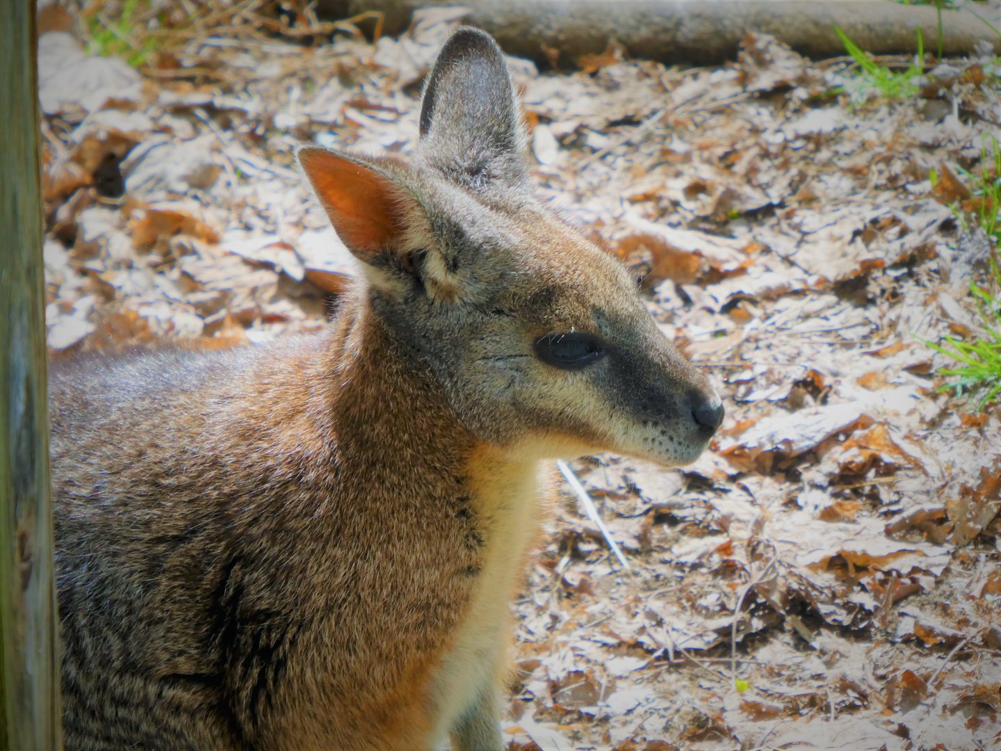 Tammar Wallaby