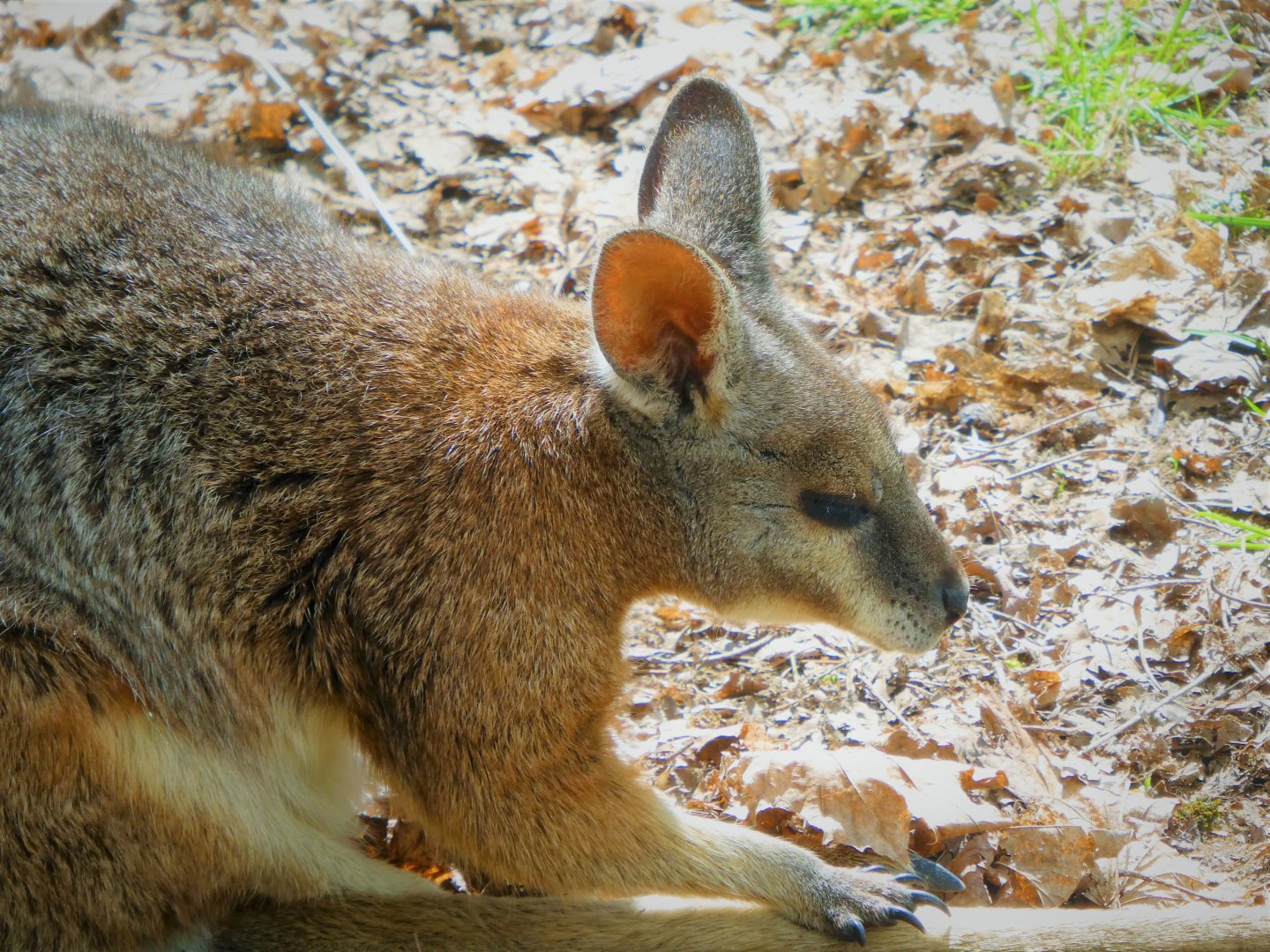 Tammar Wallaby