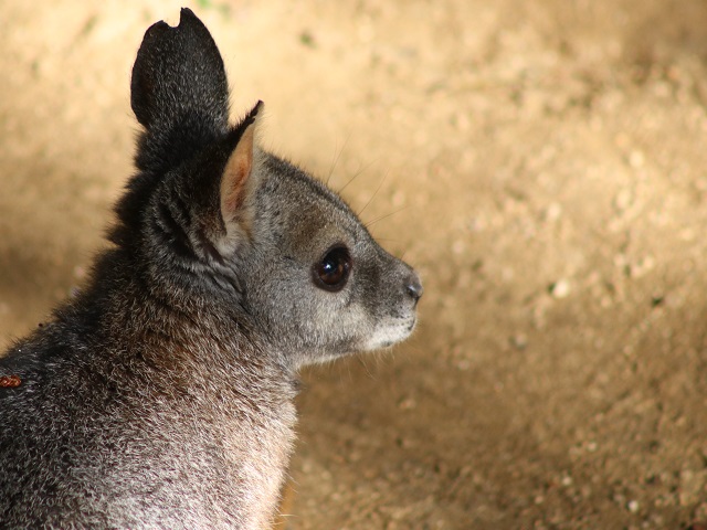 Tammar Wallaby