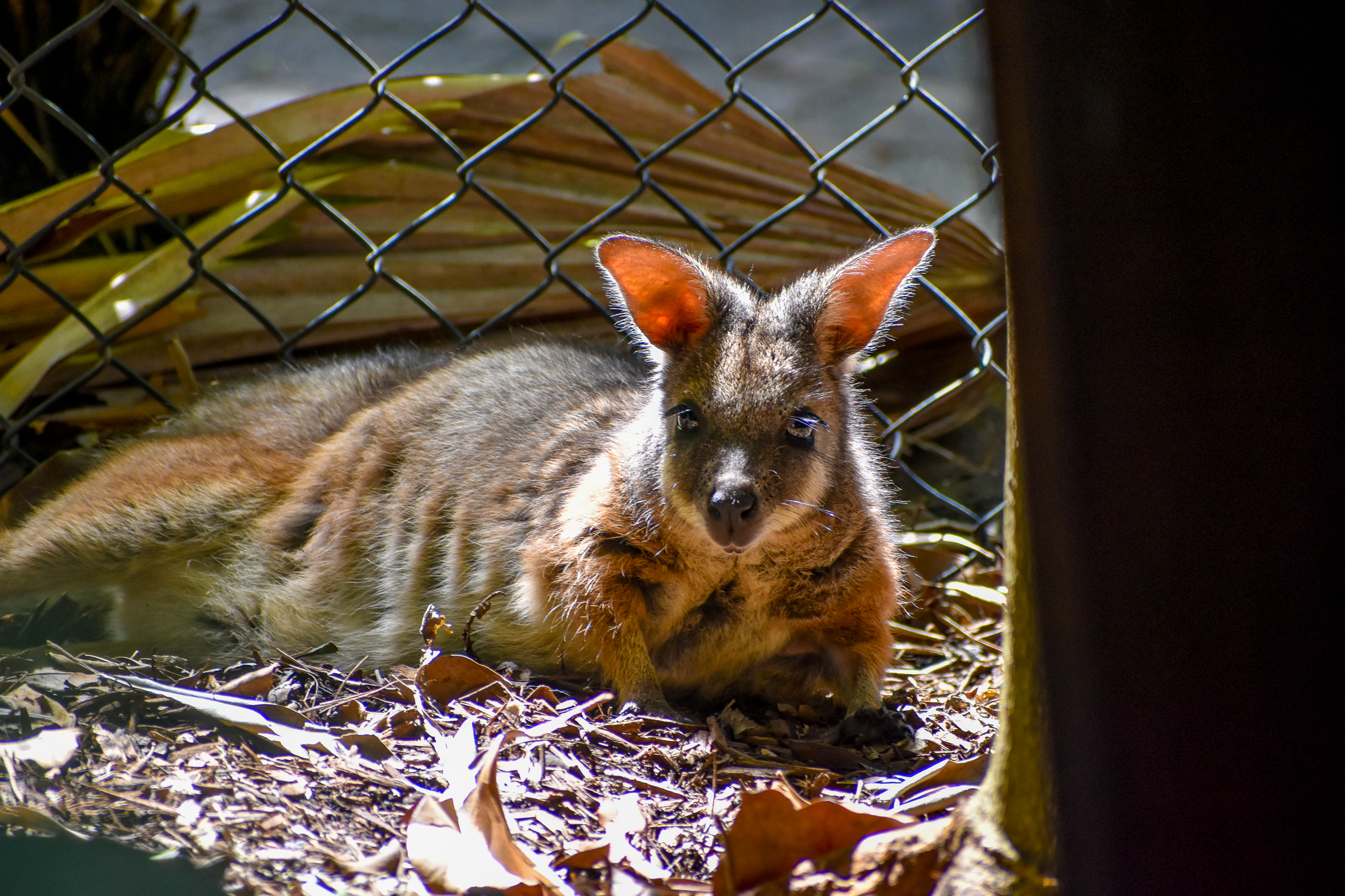 Tammar Wallaby