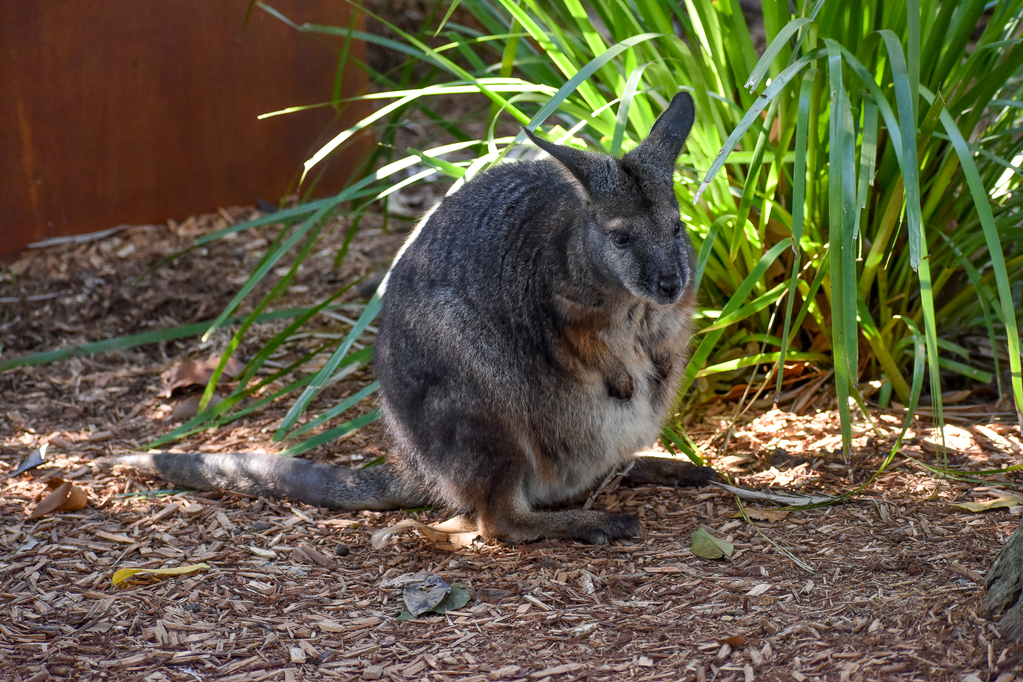 Tammar Wallaby