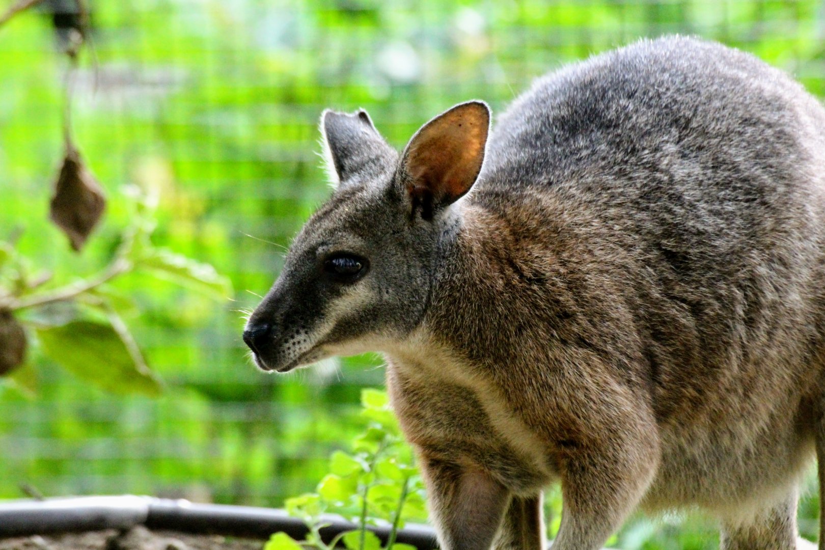 Tammar Wallaby