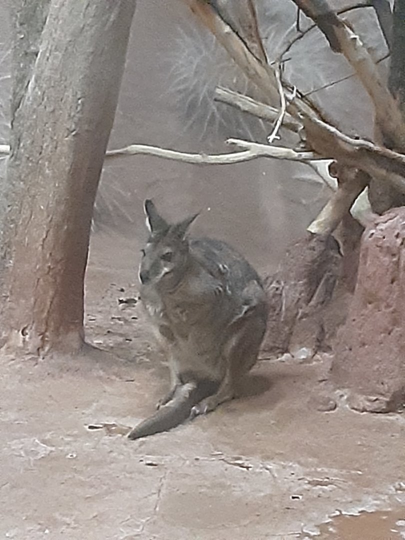 Tammar Wallaby