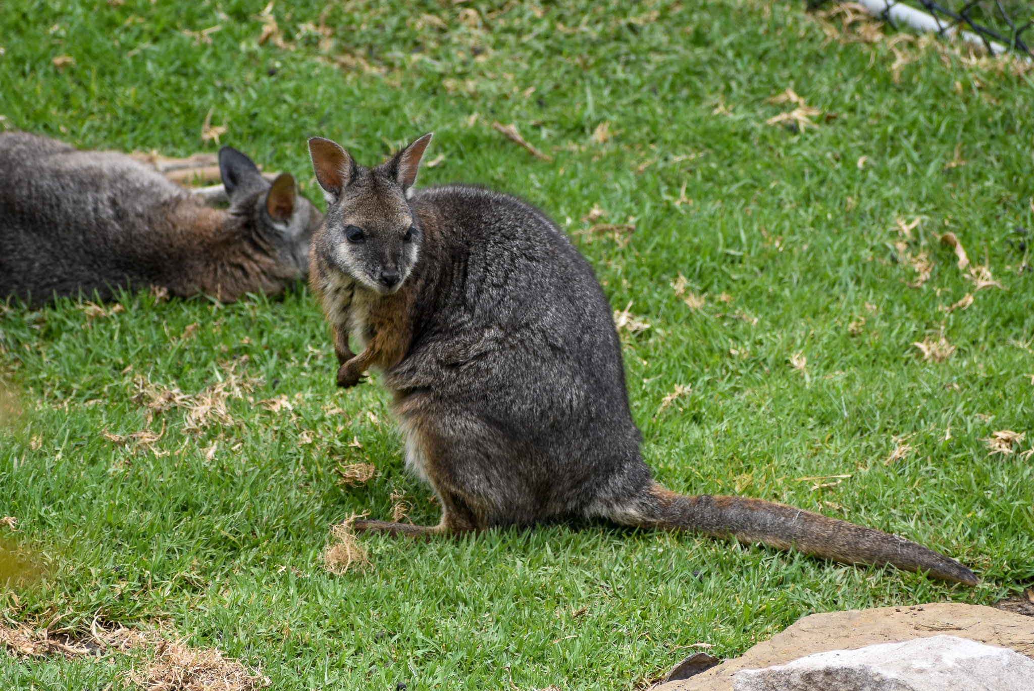 Tammar Wallaby