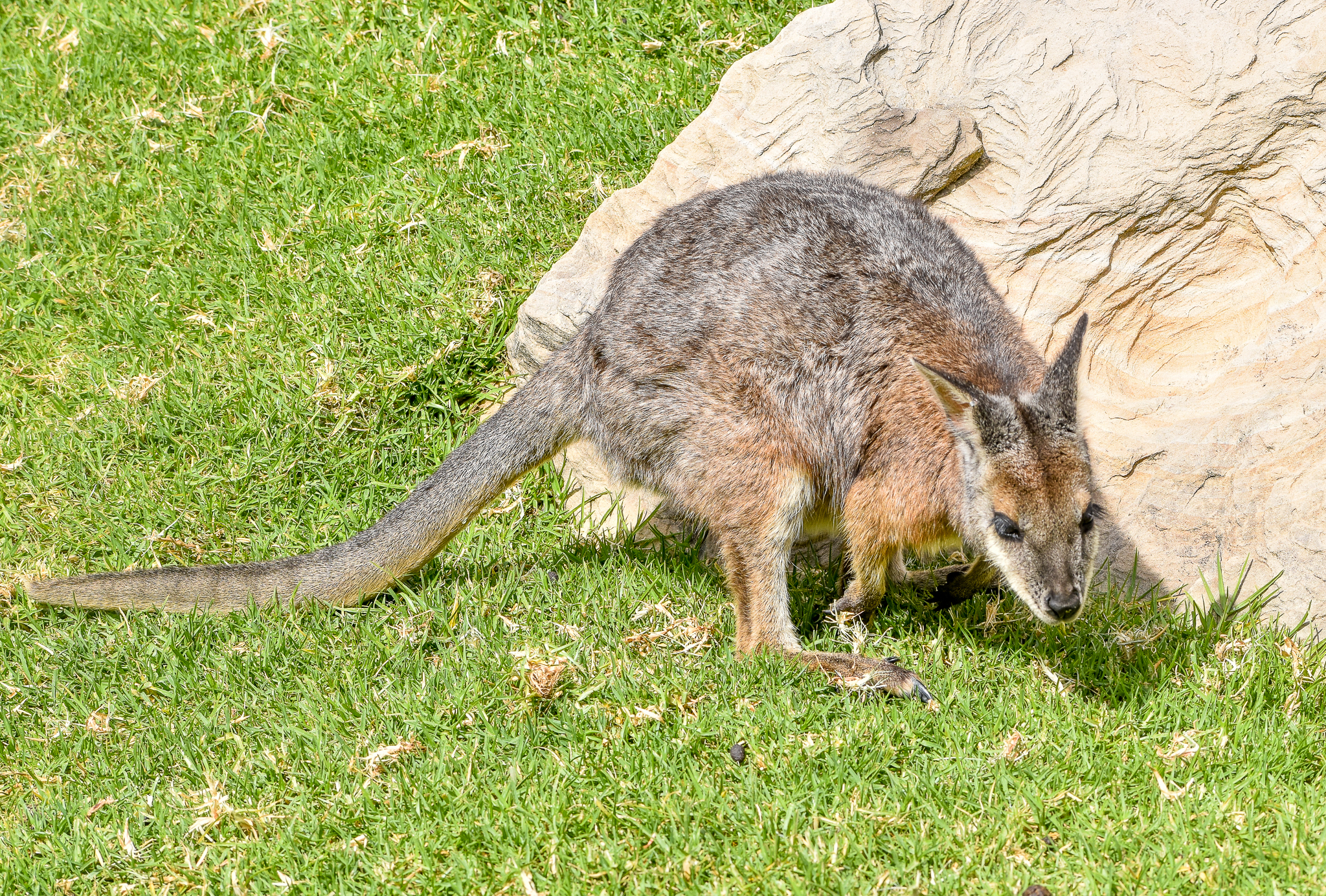 Tammar Wallaby