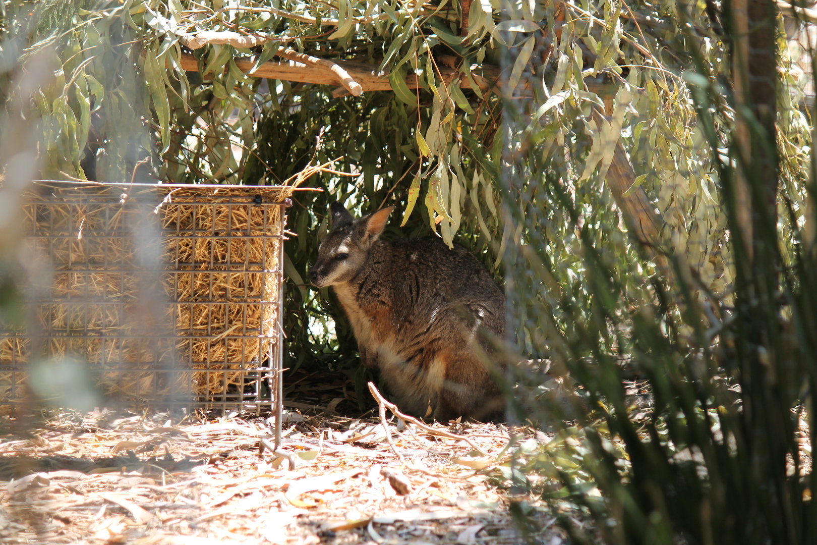 Tammar Wallaby