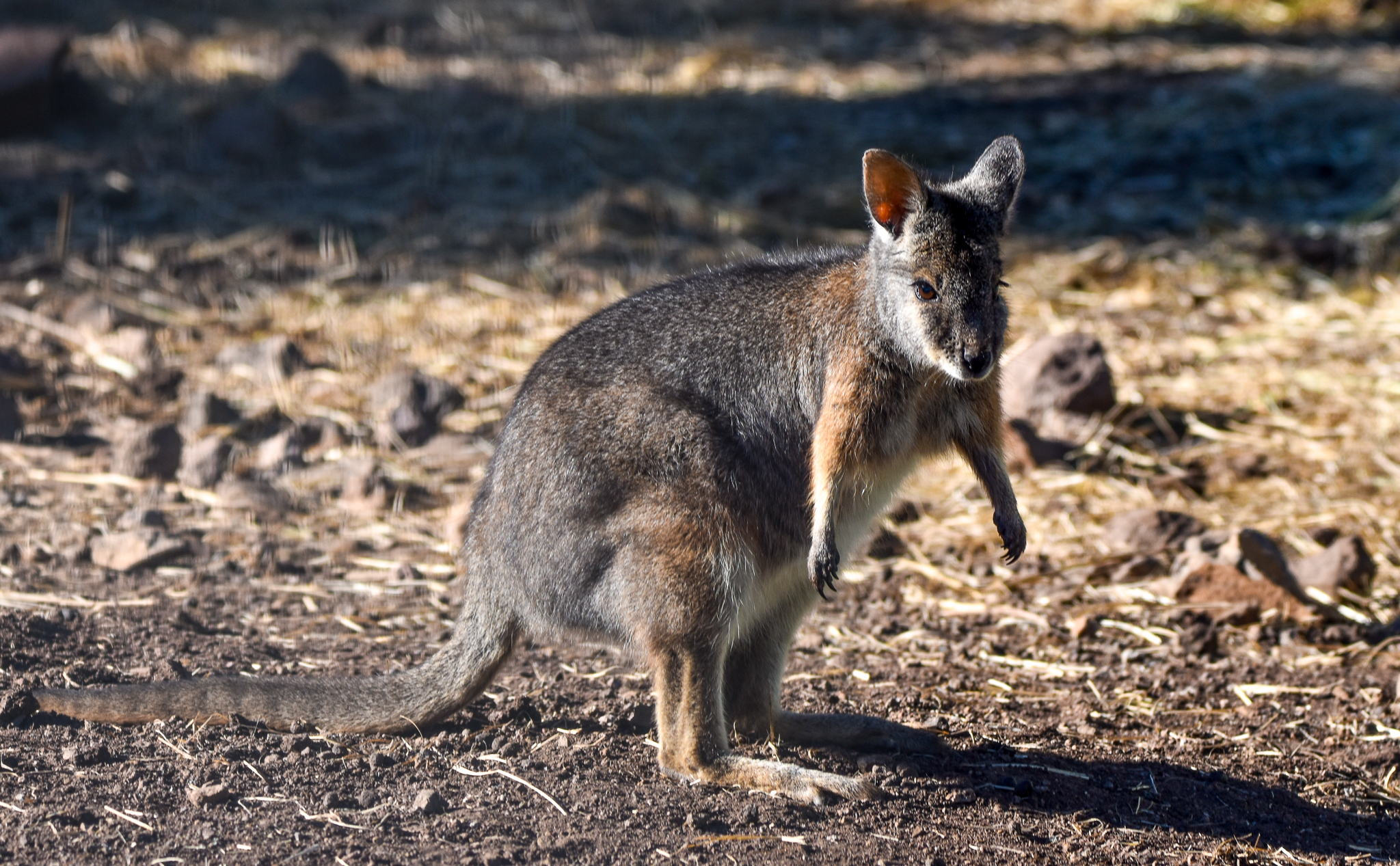 Tammar Wallaby