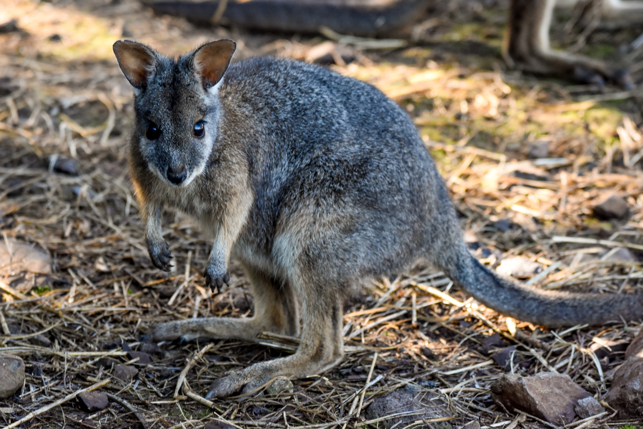 Tammar Wallaby