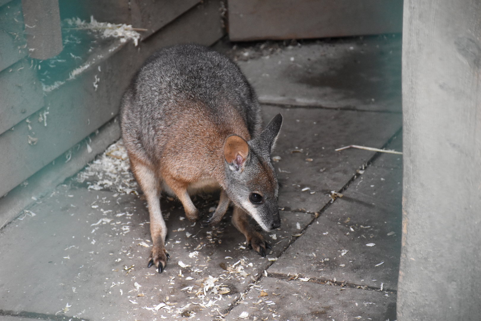 Tammar wallaby