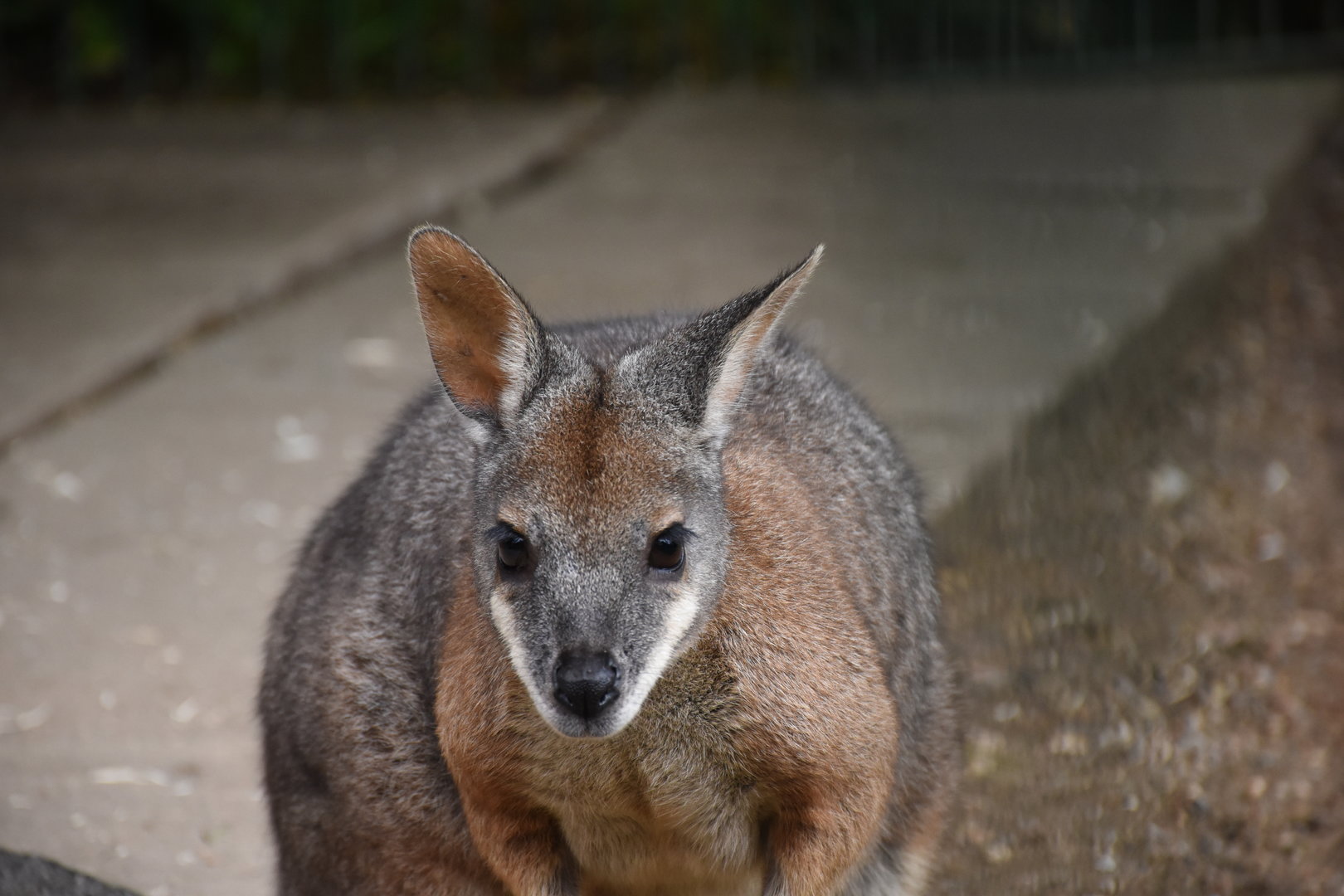 Tammar wallaby