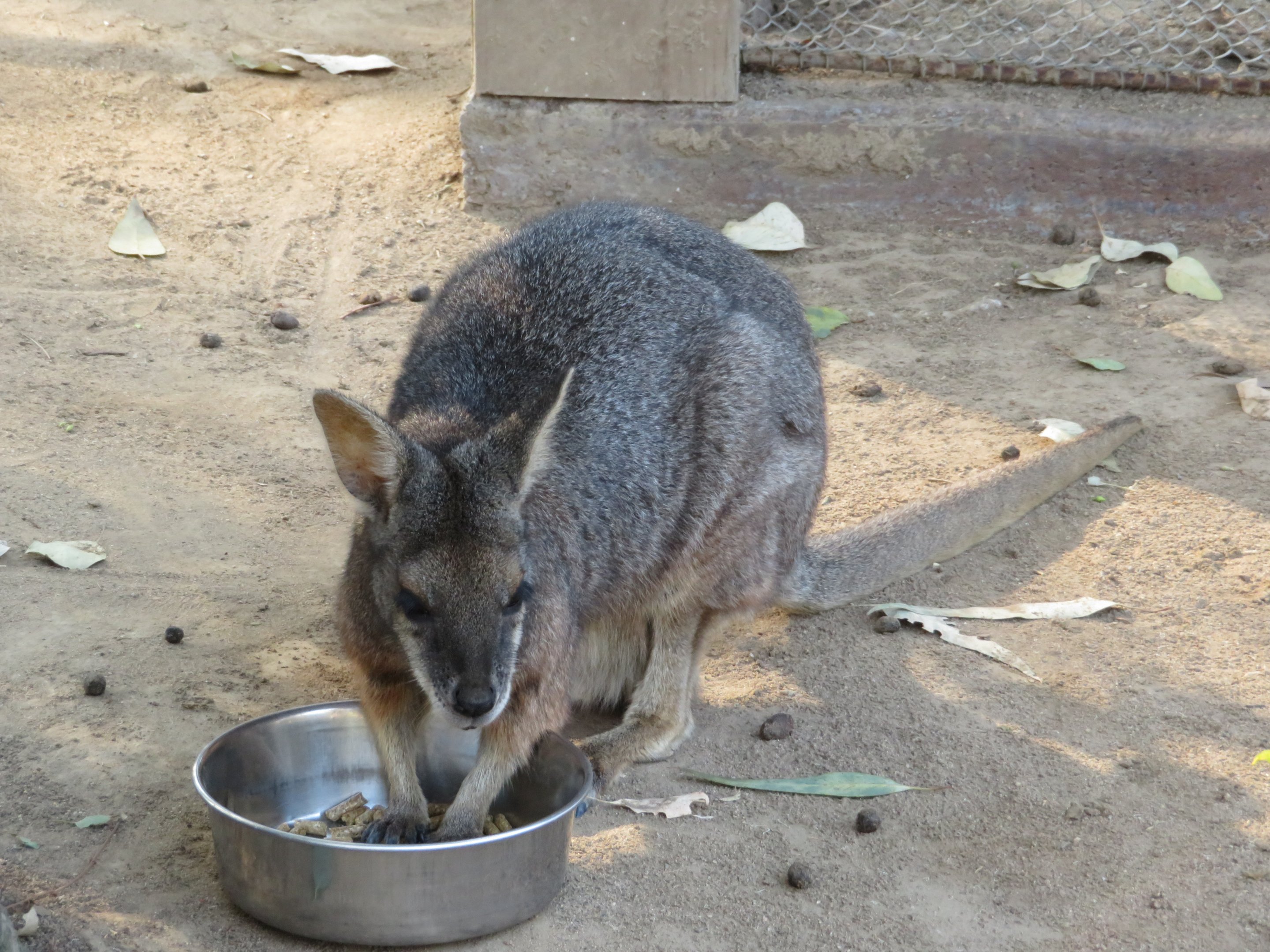 Tammar Wallaby