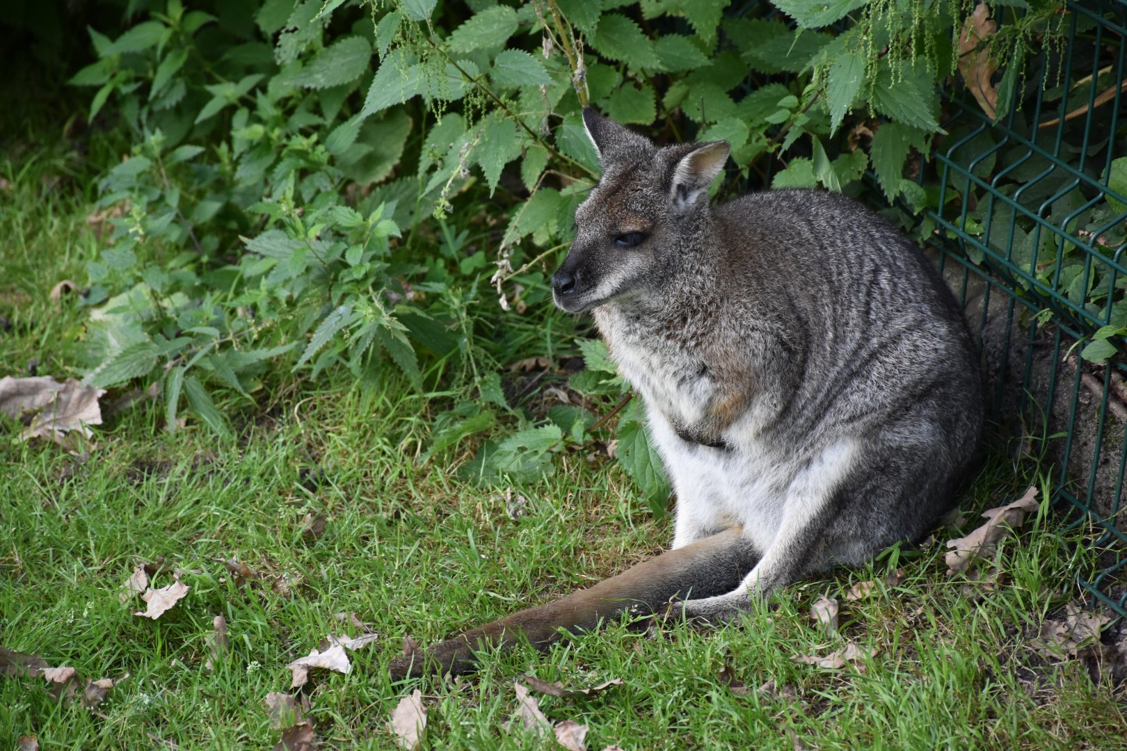 Tammar wallaby