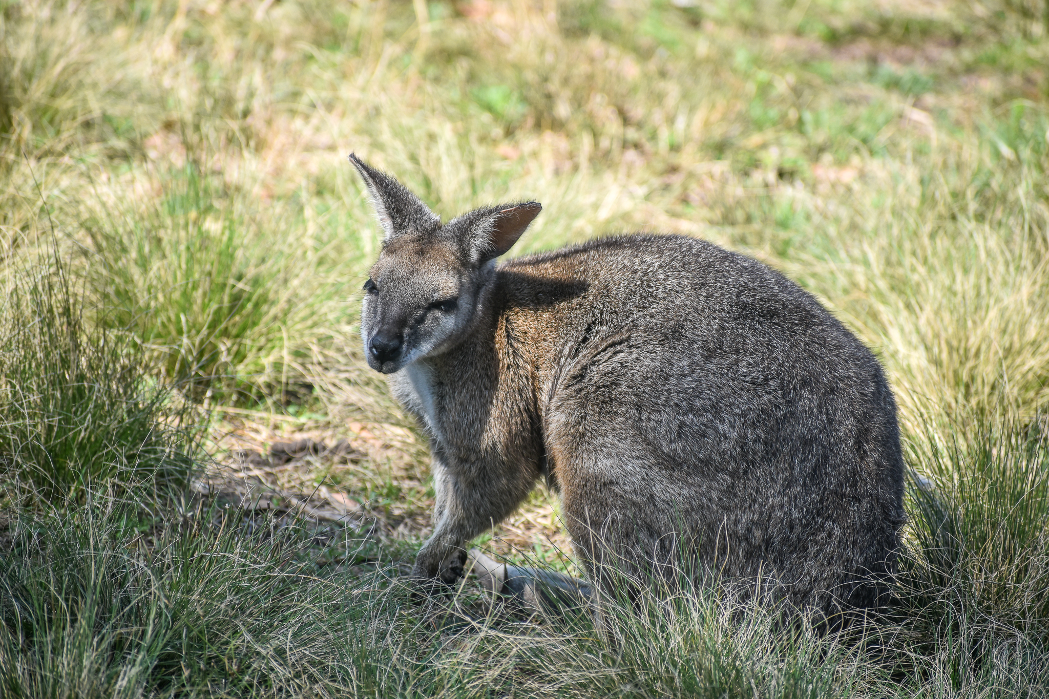 Tammar Wallaby