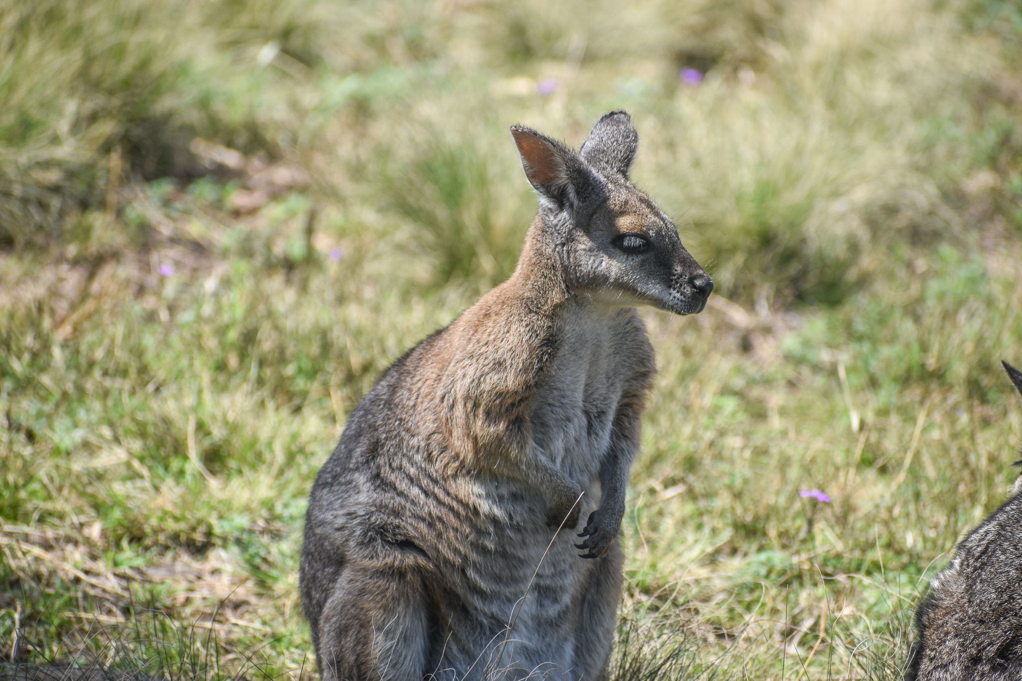 Tammar Wallaby