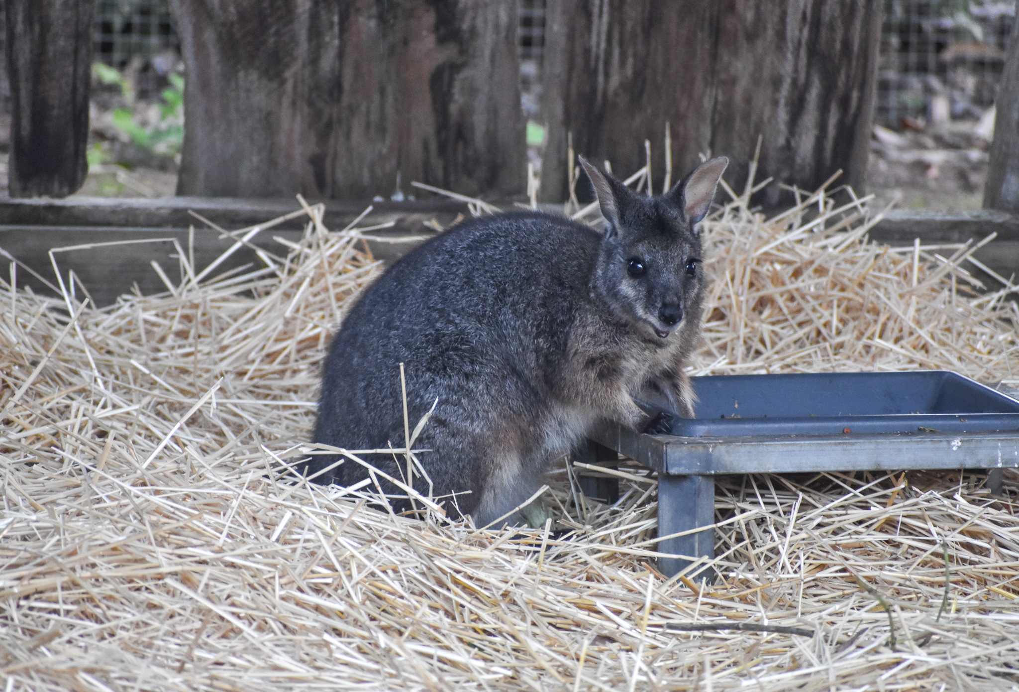 Tammar Wallaby