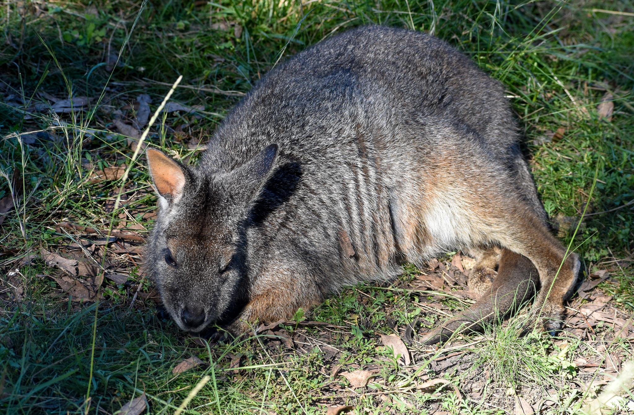 Tammar Wallaby