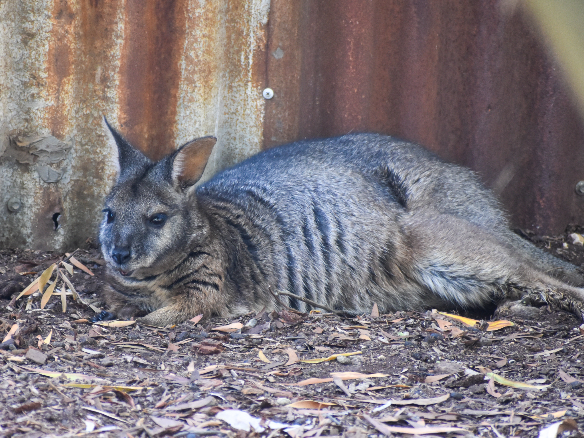 Tammar Wallaby
