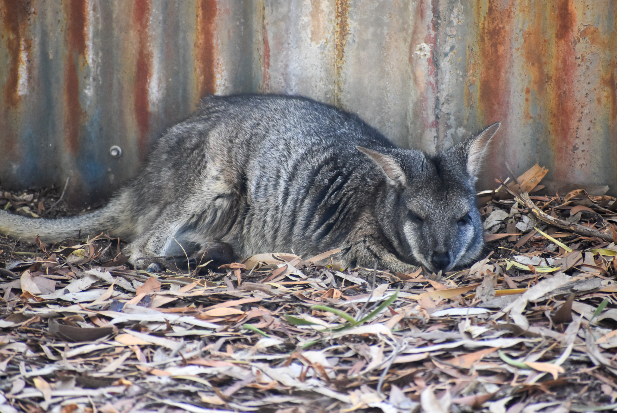 Tammar Wallaby
