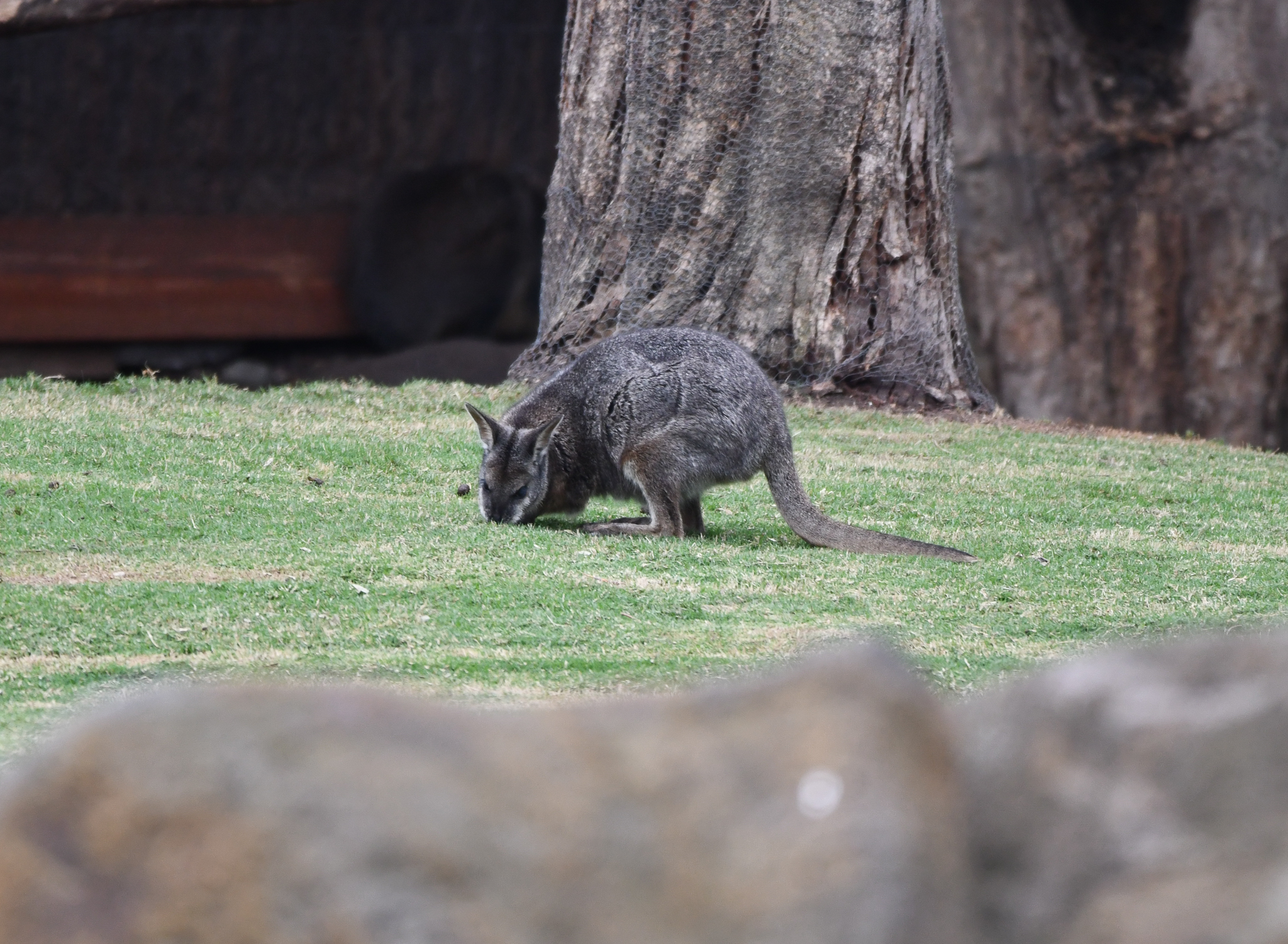 Tammar Wallaby