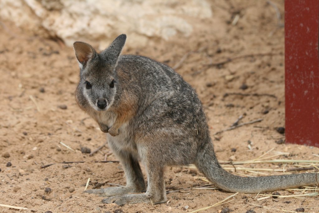 Tammar Wallaby