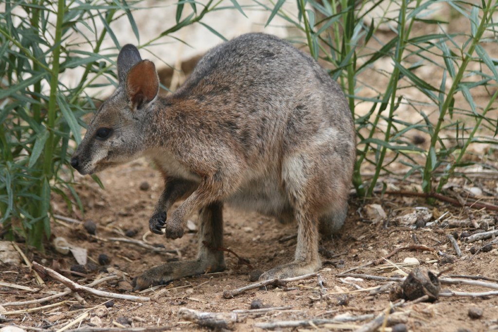 Tammar Wallaby