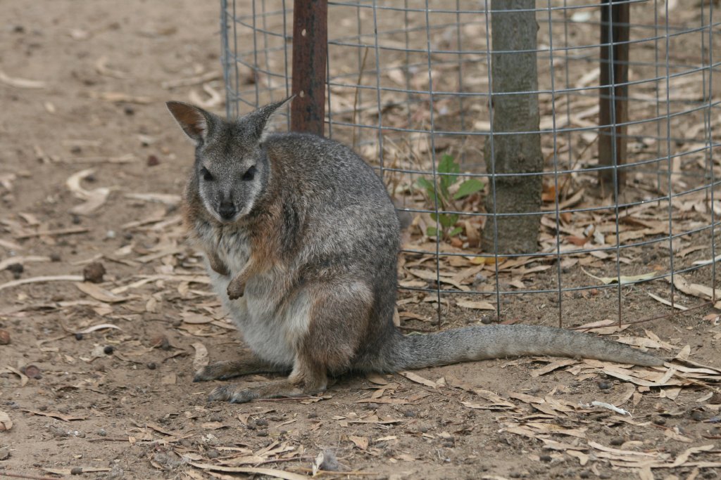 Tammar Wallaby