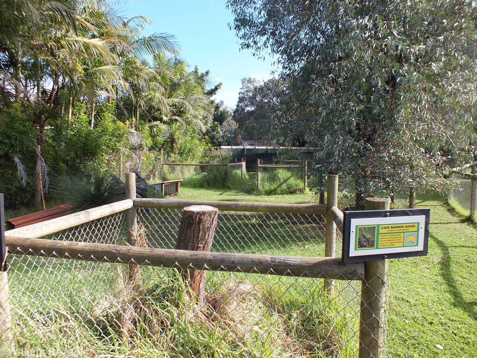 Tammr Wallaby and Cape Barren Goose Enclosure - Caversham Wildlife Park