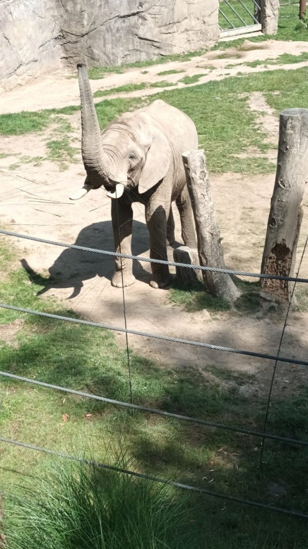 Tamo the African Bush Elephant Bull
