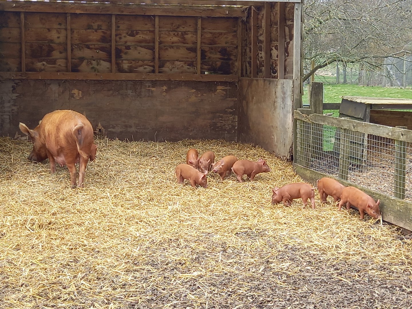 Tamworth Pig family