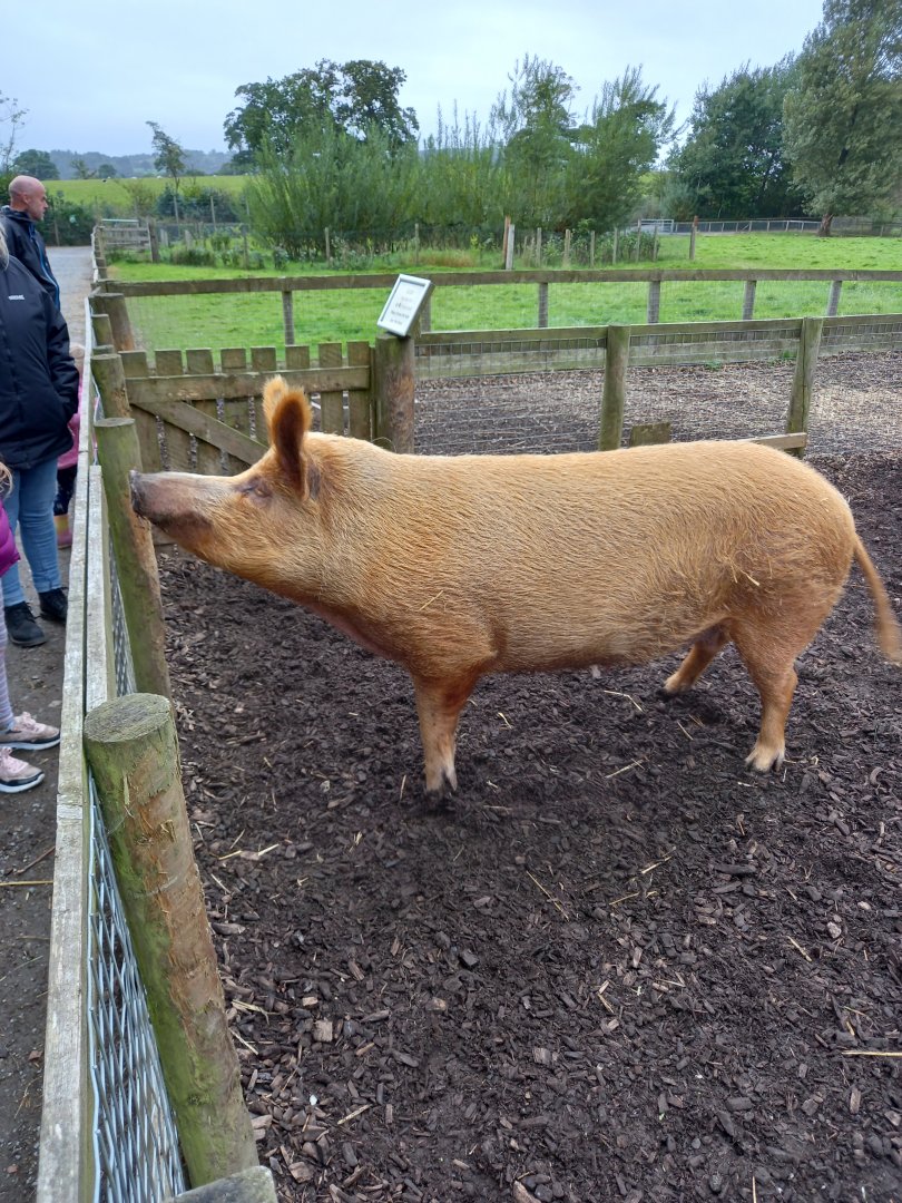 Tamworth Pig