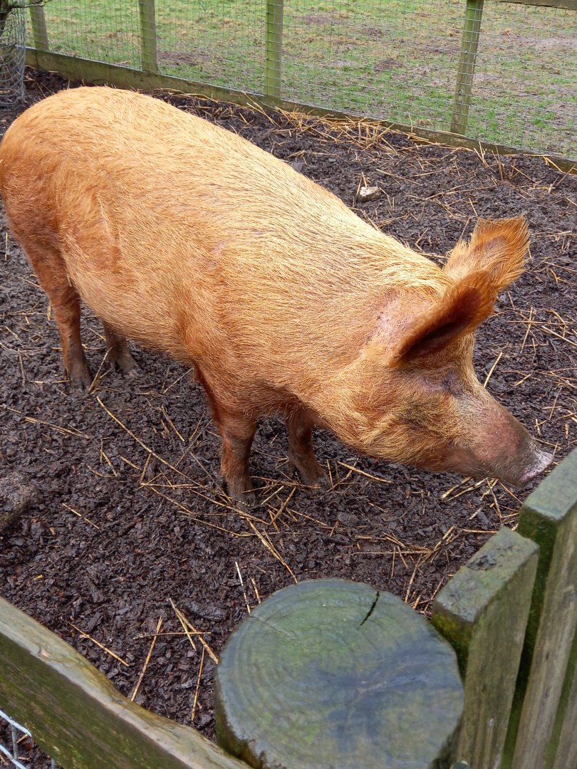 Tamworth Pig