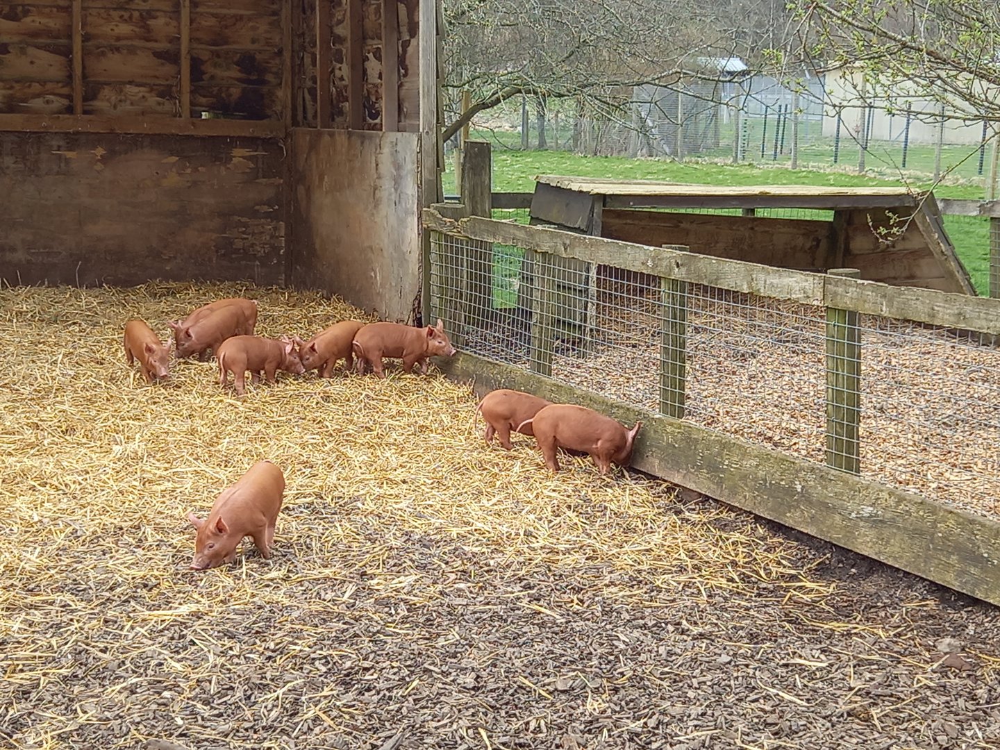 Tamworth Piglets