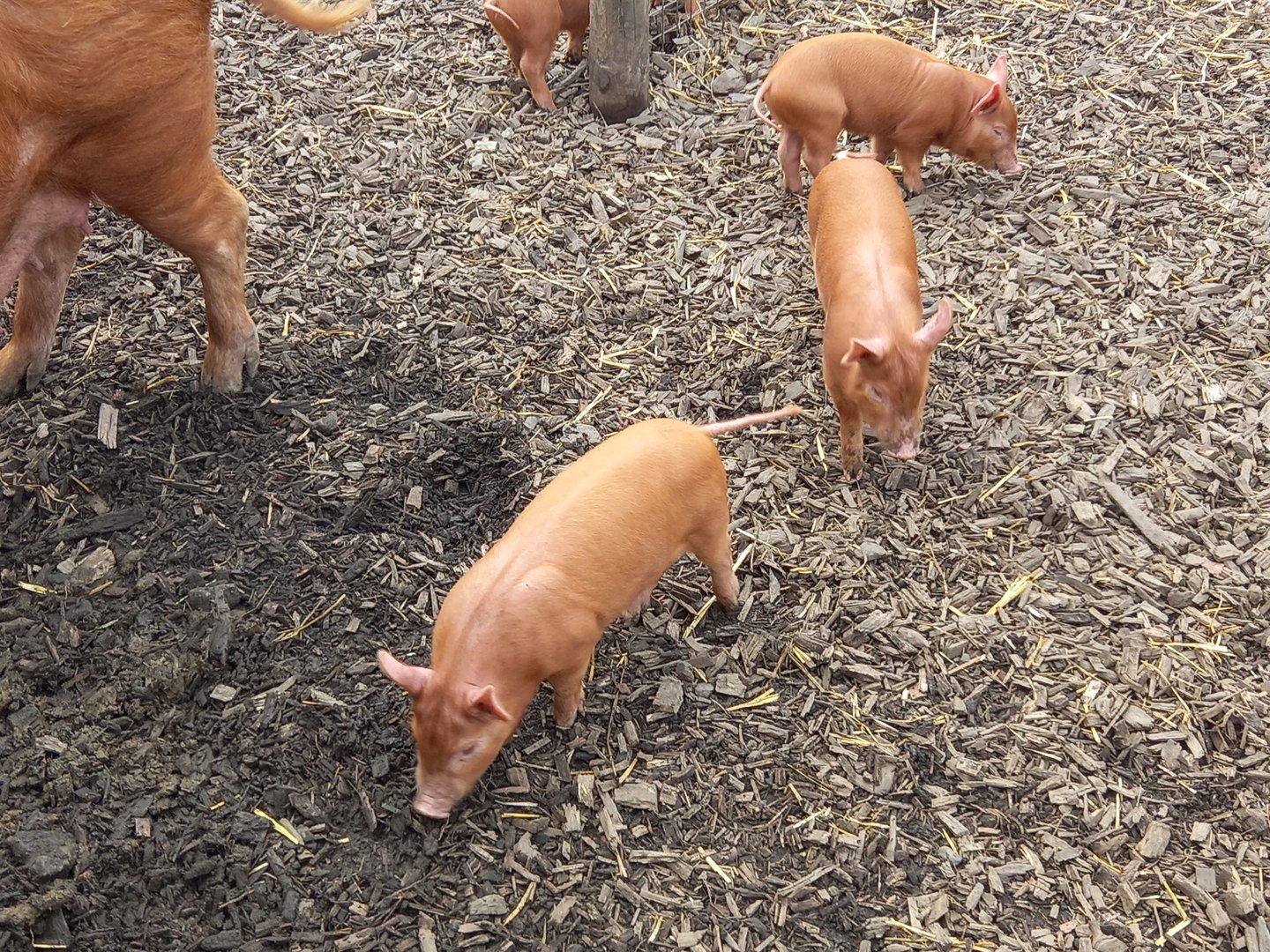 Tamworth Piglets