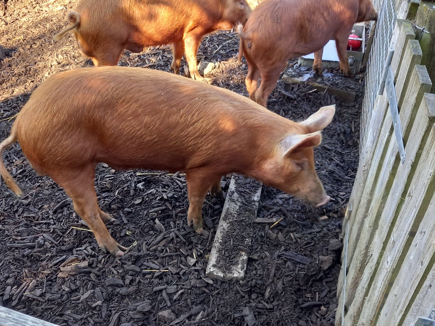 Tamworth Pigs