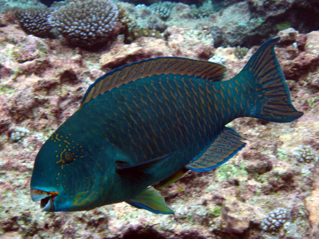 Tan-faced Parrotfish (Chlorurus frontalis)