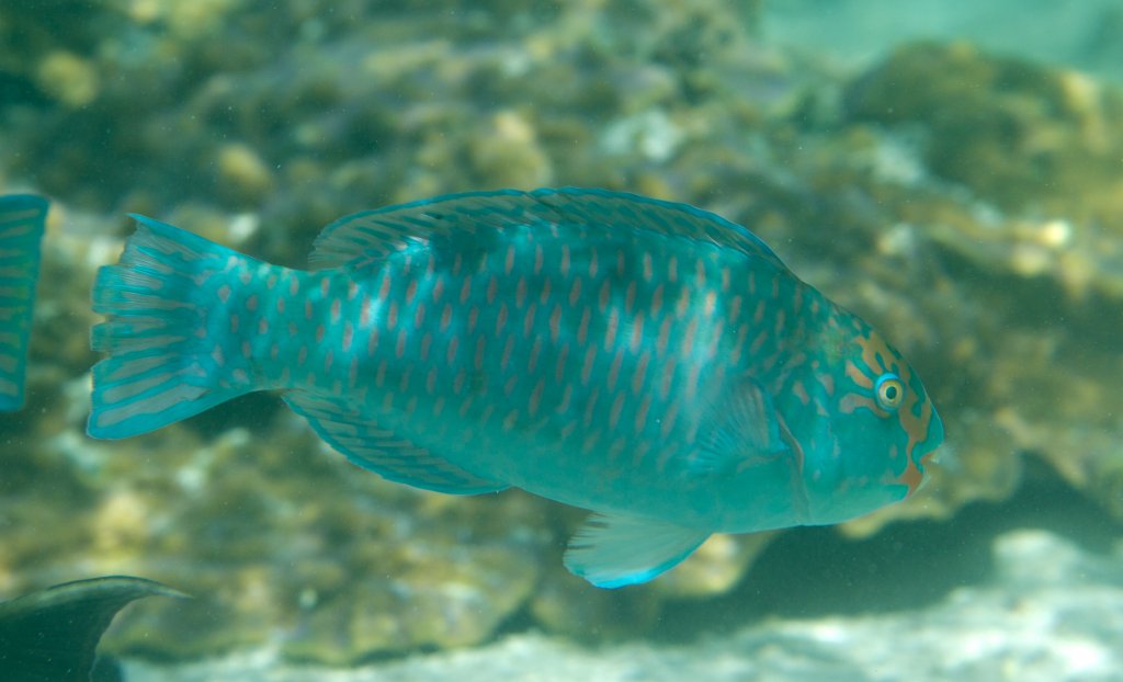 Tan-faced Parrotfish (Chlorurus frontalis)