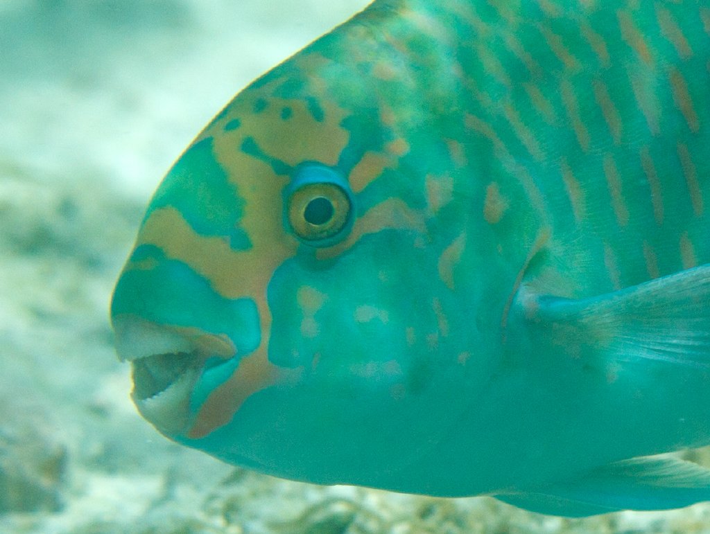 Tan-faced Parrotfish showing beak (Chlorurs frontalis)