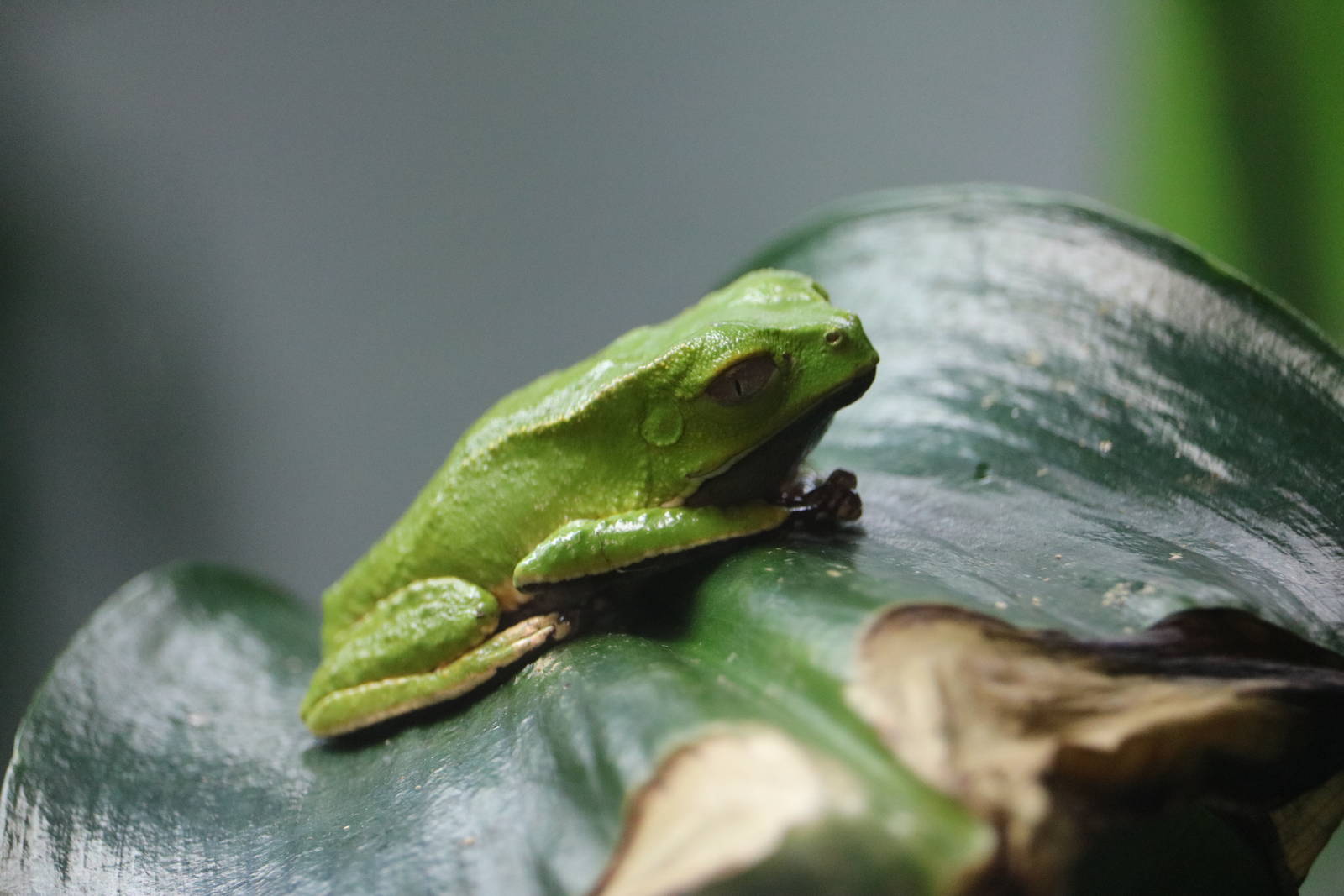Tan-ridged monkey frog, September 2015