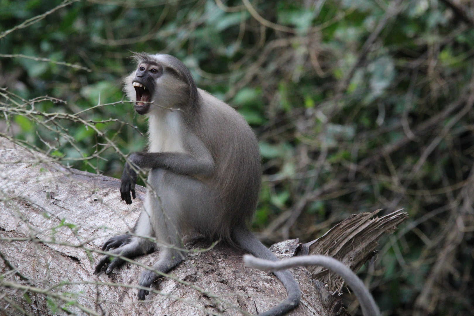 Tana River Mangabey