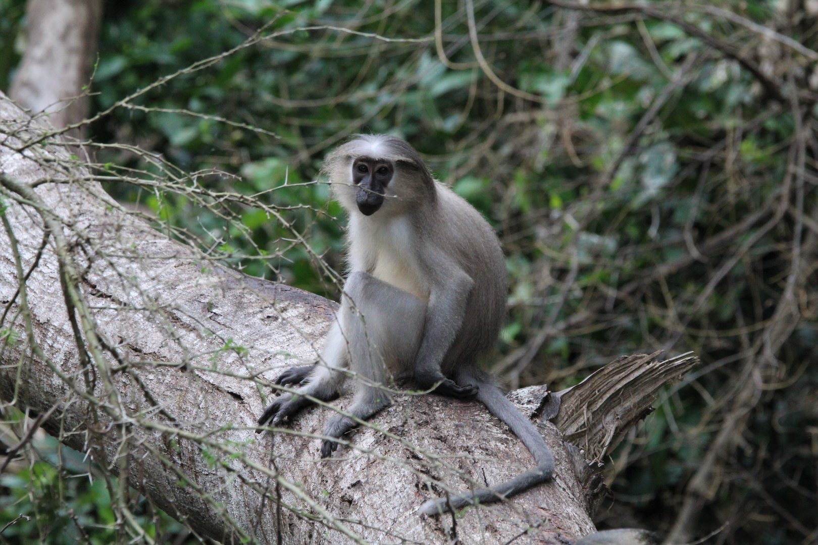 Tana River Mangabey