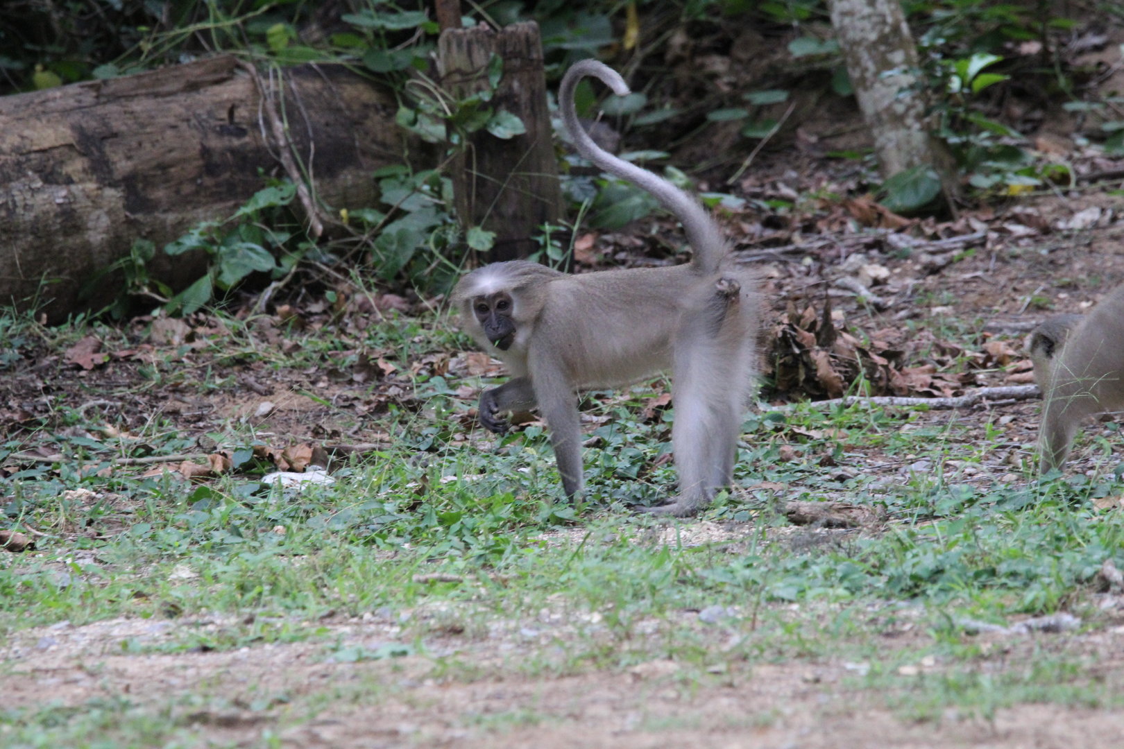 Tana River Mangabey
