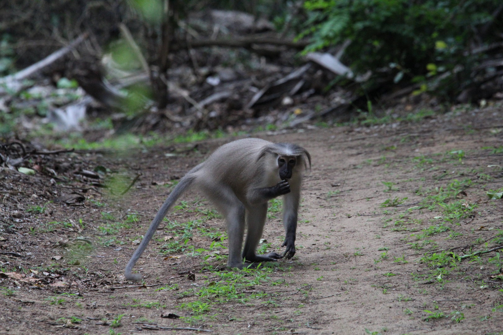 Tana River Mangabey