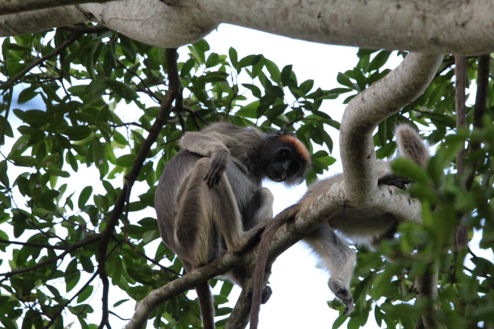 Tana River Red Colobus