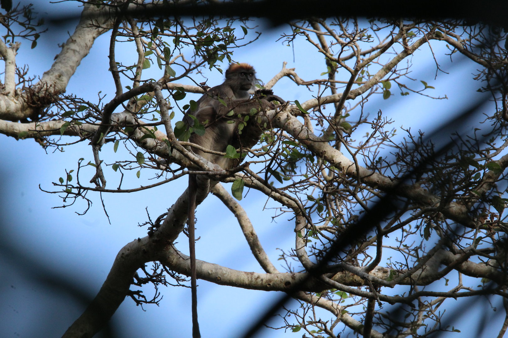 Tana River Red Colobus