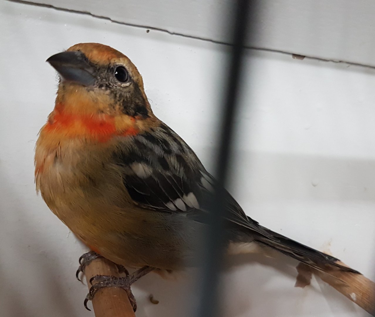 Tanager ID
