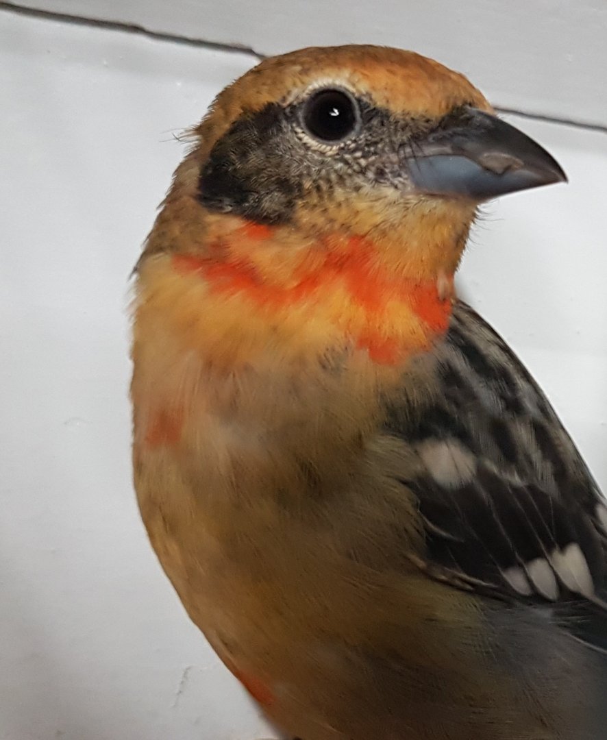 Tanager ID