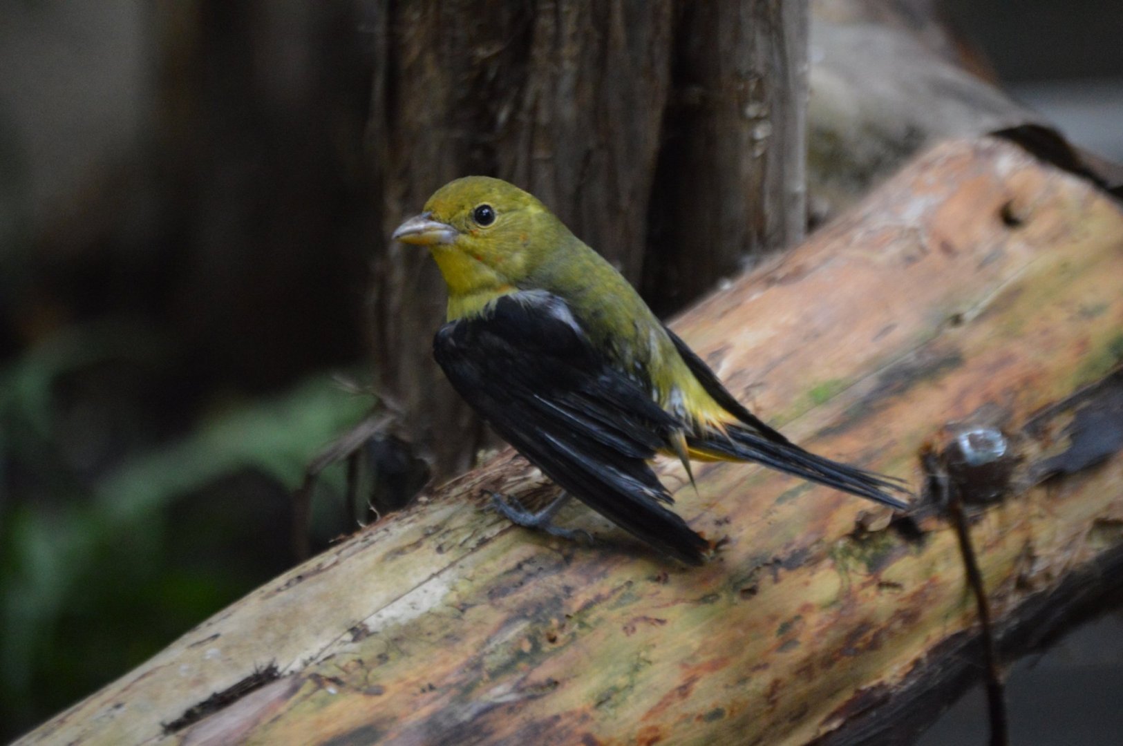 Tanager? ID